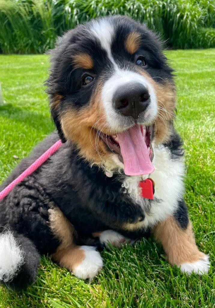 ellafemalebernese13