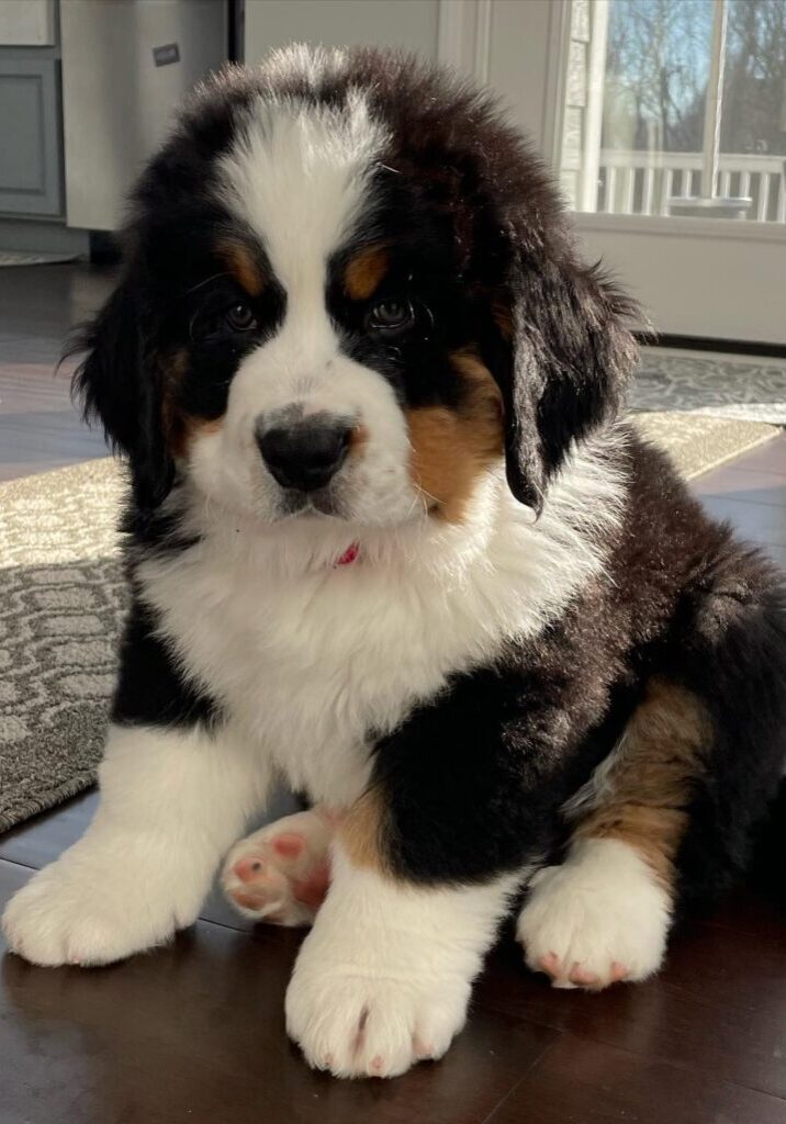 kylomalebernese