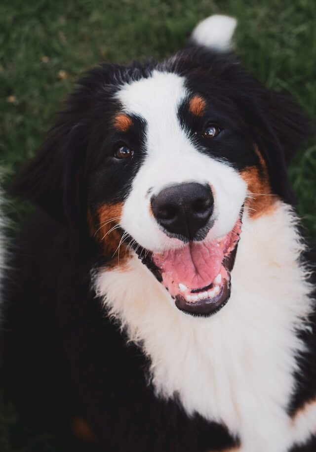 laura-cosgrove-hK4teI2Kgy8-unsplash