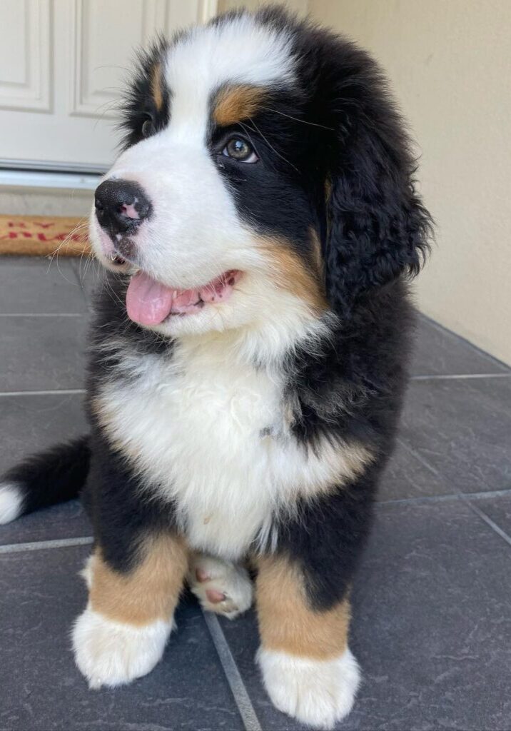 spencermalebernese7